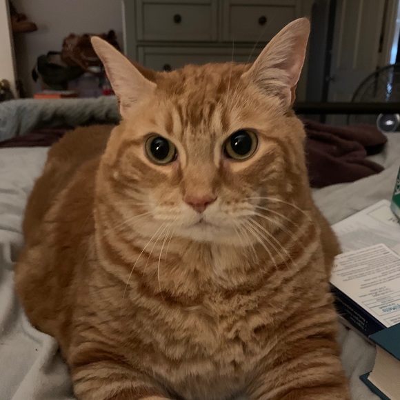 Meet your Posher, Christy - Picture 1 of 1